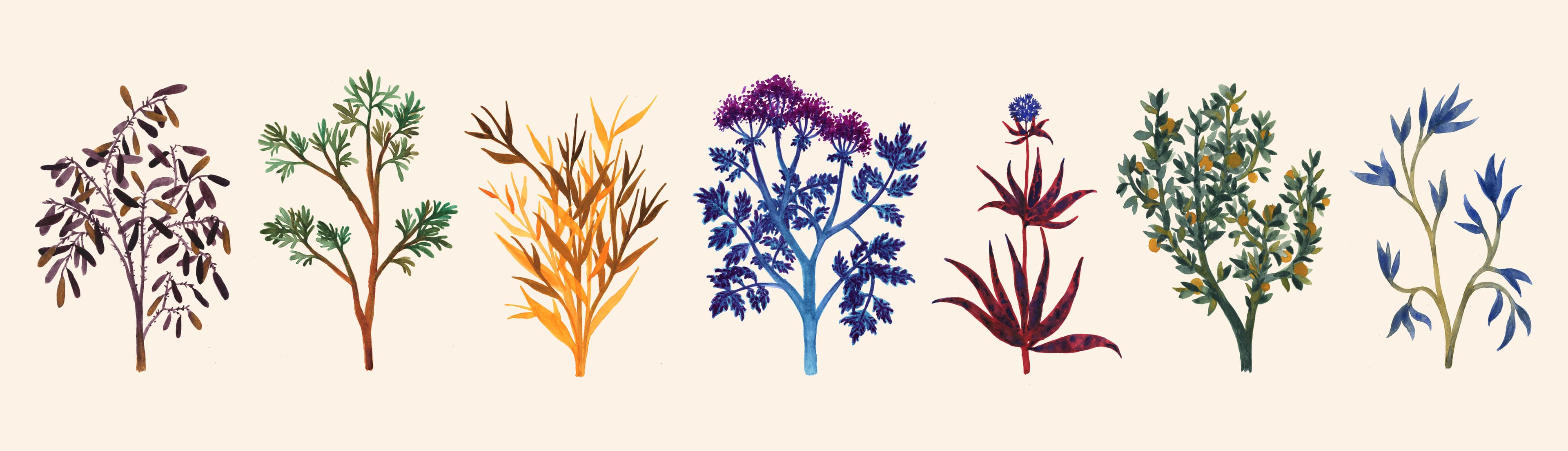 Illustration of Luna Olivier, from her project Aquarelles. A colorful water painting of seven different flowers.