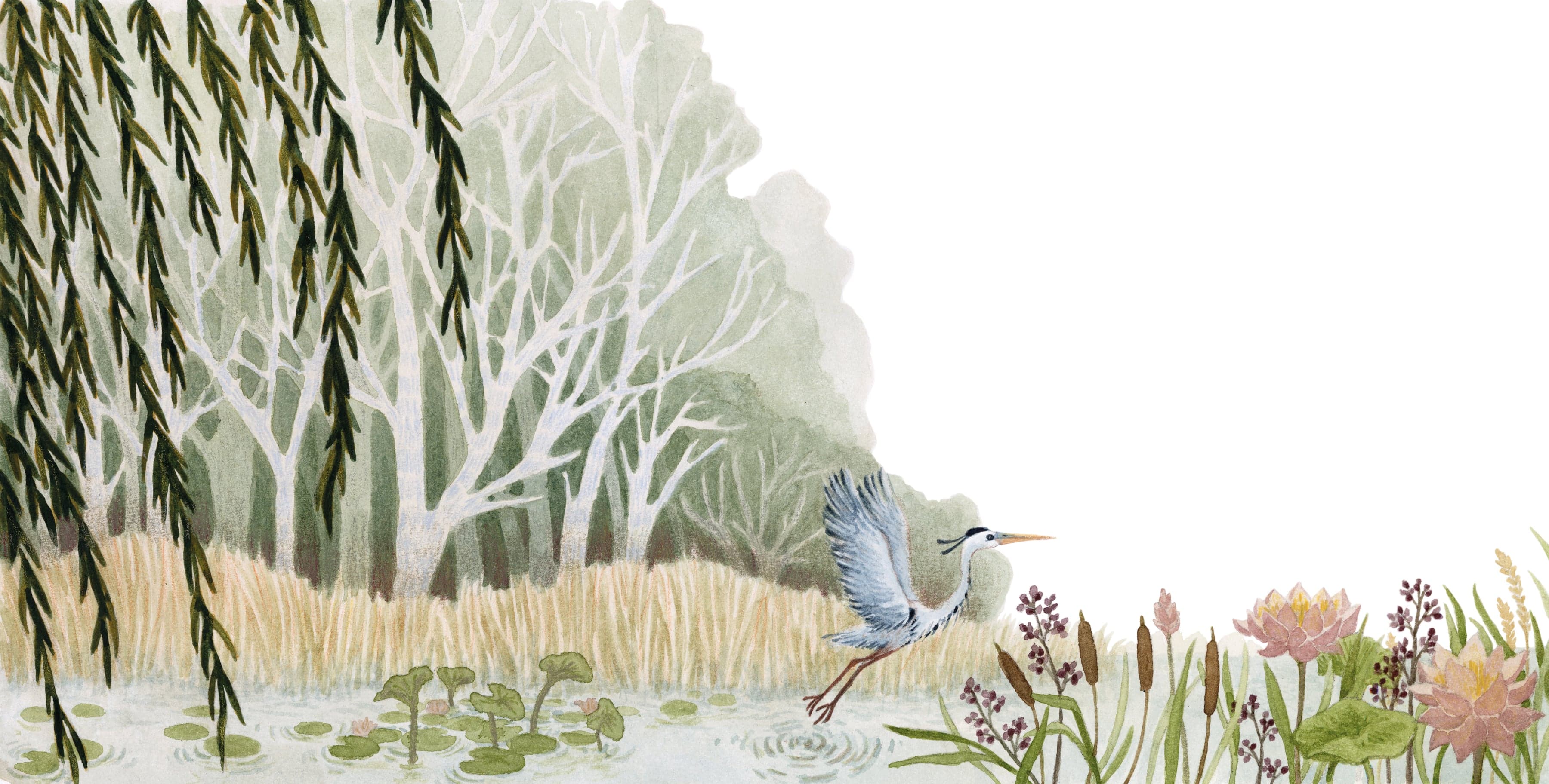Illustration of Luna Olivier, from her project Le héron et la vipère. A heron landing on a misty pond bordered by willows and water lilies.