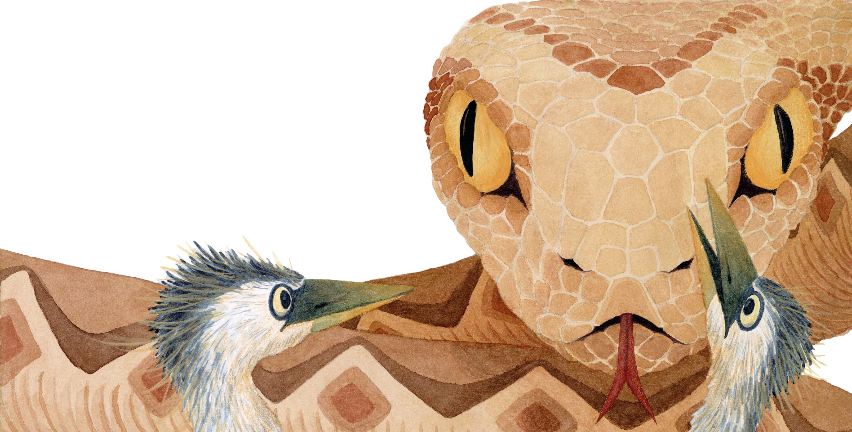 Illustration of Luna Olivier, from her project Le héron et la vipère. The viper face to face with two frightened young herons.