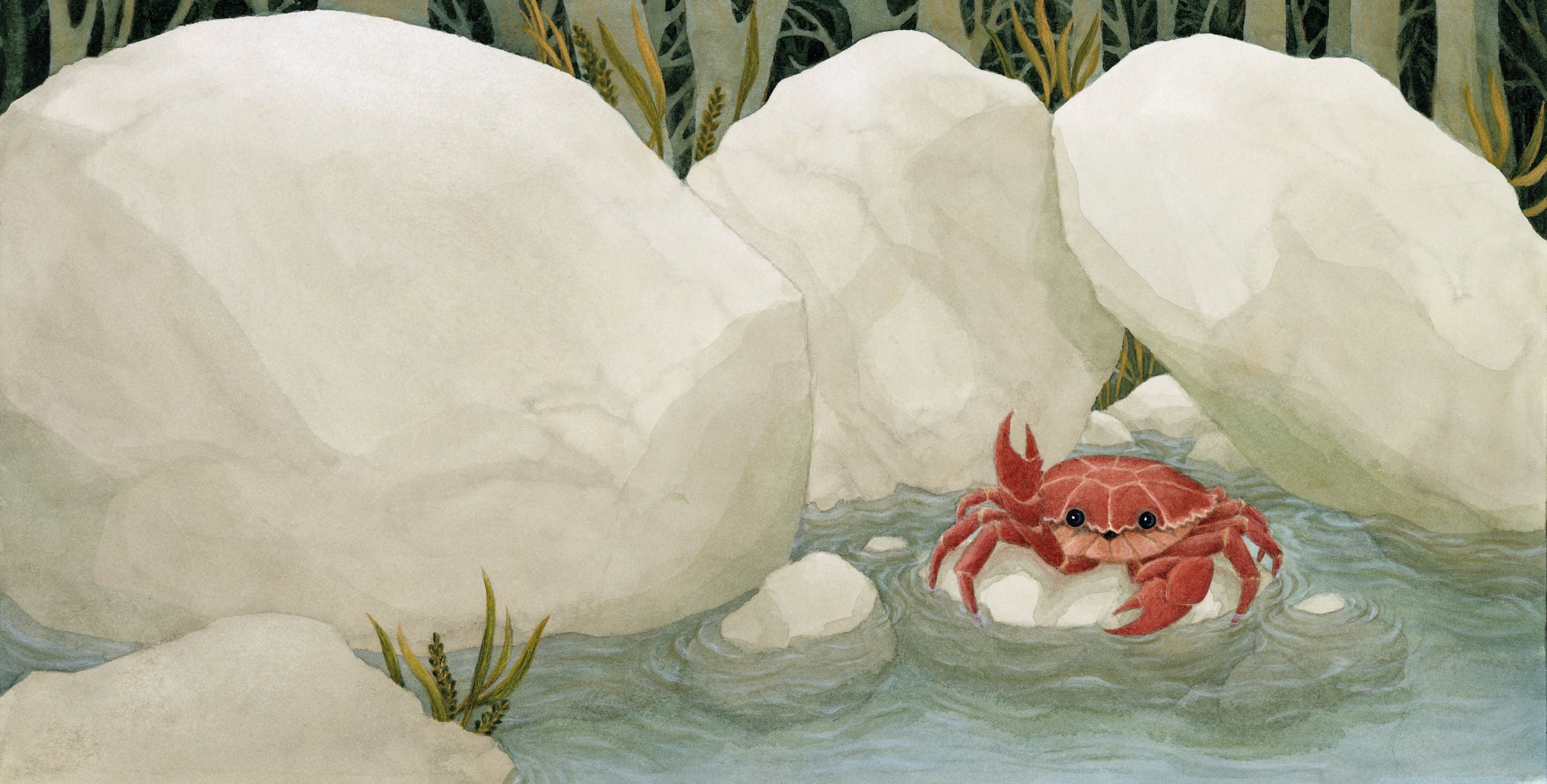 Illustration of Luna Olivier, from her project Le héron et la vipère. A red crab bathing between white rocks.