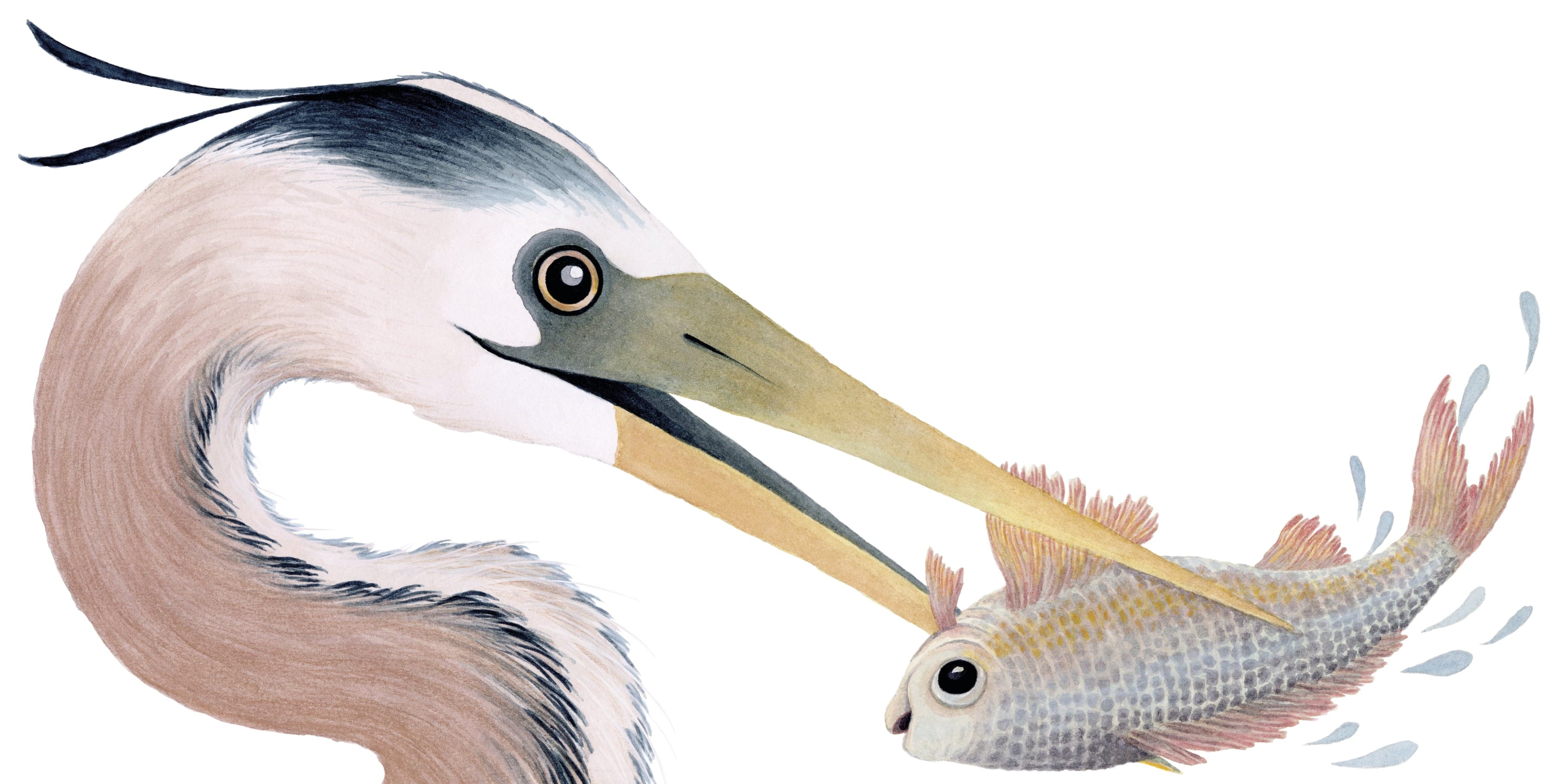 Illustration of Luna Olivier, from her project Le héron et la vipère. A close-up of the heron catching a fish in its beak.