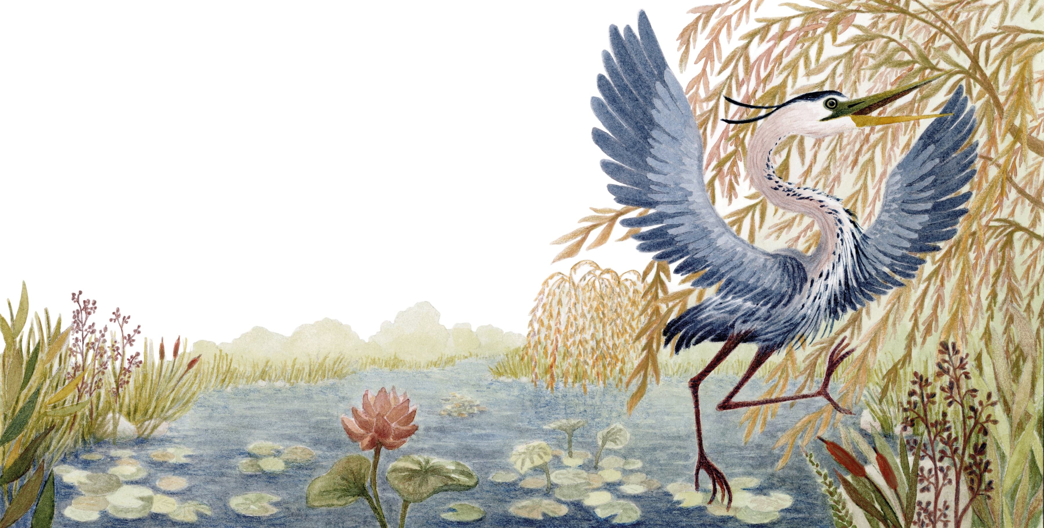 Illustration of Luna Olivier, from her project Le héron et la vipère. A heron spreading its wings in a pond, among water lilies and willows.